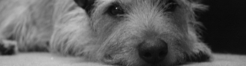 Ralph's Dog Blog